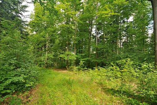 Według mapy tutaj zlokalizowany jest szczyt Osieczyńskiej Góry.