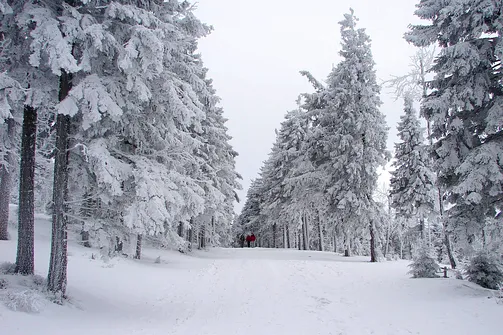 Droga powrotna ze schroniska na Śnieżniku