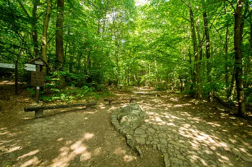 Większość trasy do klasztoru na Świętym Krzyżu prowadzi przez las.
