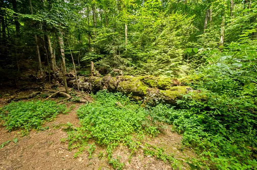 Buk Jagiełły - niestety wiek zrobił swoje.