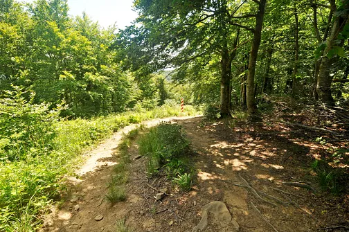 Krzemieniec - szczyt z trójstykiem granic w Bieszczadach