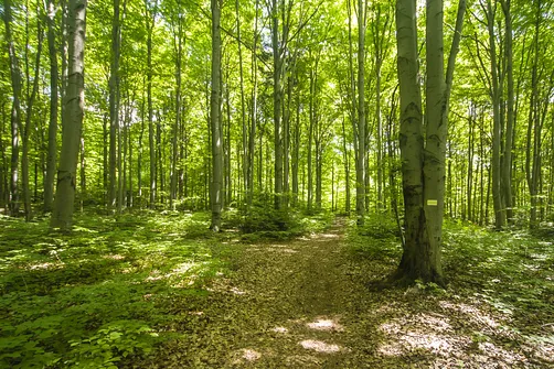 Bukowa Góra i tajemnica drewnianej kapliczki