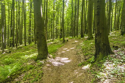 Bukowa Góra i tajemnica drewnianej kapliczki