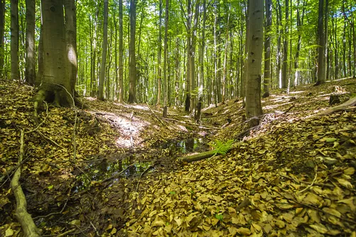Bukowa Góra i tajemnica drewnianej kapliczki