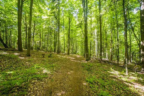 Bukowa Góra i tajemnica drewnianej kapliczki