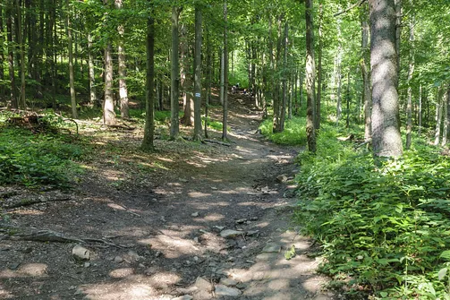 Zielony szlak z Doliny Czarnego Potoku na Jaworzynę Krynicką