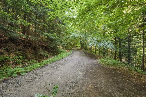 Jaworzyna Krynicka w Beskidzie Sądeckim