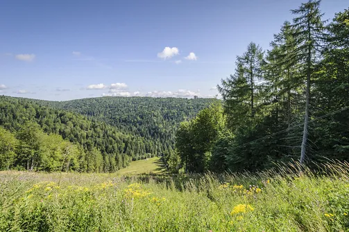 Odcinek szlaku na Jaworzynę Krynicką biegnący stokiem narciarskim