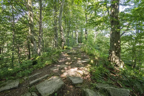 Jaworzyna Krynicka w Beskidzie Sądeckim