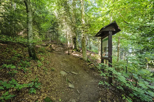 Jaworzyna Krynicka w Beskidzie Sądeckim