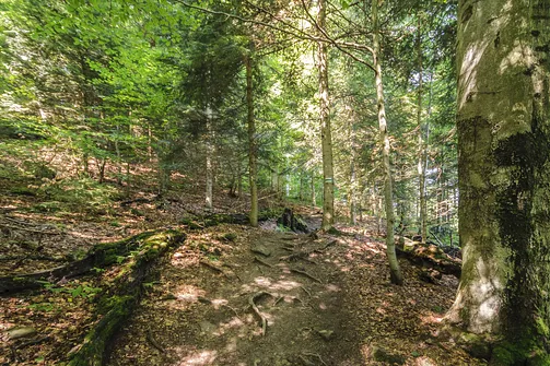 Jaworzyna Krynicka w Beskidzie Sądeckim