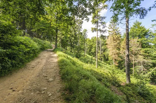 Jaworzyna Krynicka w Beskidzie Sądeckim