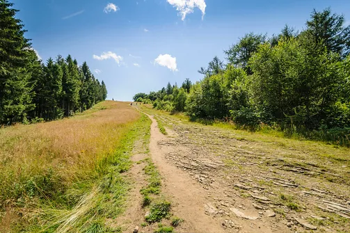 Ostatni odcinek szlaku zielonego przed szczytem Jaworzyny Krynickiej