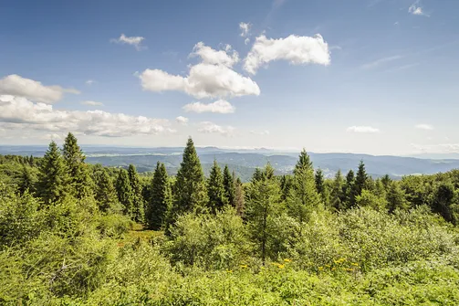 Jaworzyna Krynicka w Beskidzie Sądeckim