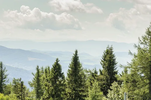 Jaworzyna Krynicka w Beskidzie Sądeckim