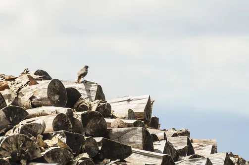 Jaworzyna Krynicka w Beskidzie Sądeckim
