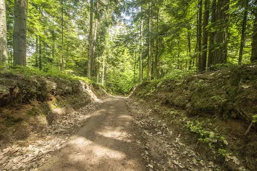 Kamień Michniowski - szczyt Korony Gór Świętokrzyskich w Paśmie Sieradowickim