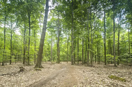 Kamień Michniowski - szczyt Korony Gór Świętokrzyskich w Paśmie Sieradowickim