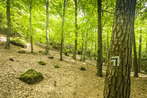 Kamień Michniowski - szczyt Korony Gór Świętokrzyskich w Paśmie Sieradowickim