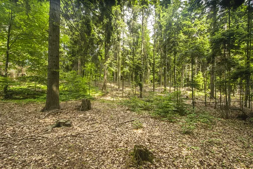 Kamień Michniowski - szczyt Korony Gór Świętokrzyskich w Paśmie Sieradowickim