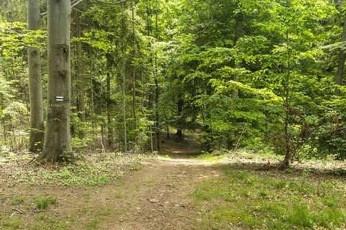Kamień Michniowski - szczyt Korony Gór Świętokrzyskich w Paśmie Sieradowickim