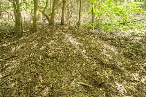 Kamień Michniowski - szczyt Korony Gór Świętokrzyskich w Paśmie Sieradowickim