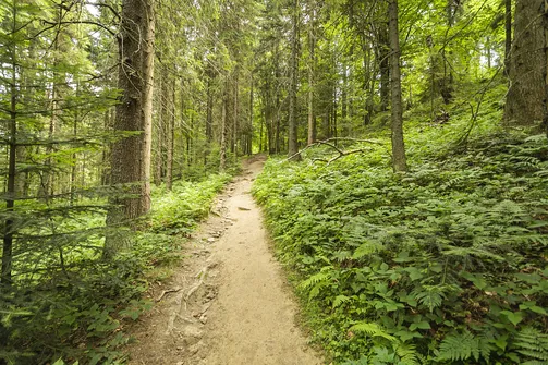 Wieża widokowa w Krynicy-Zdroju