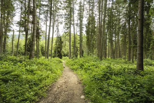 Wieża widokowa w Krynicy-Zdroju