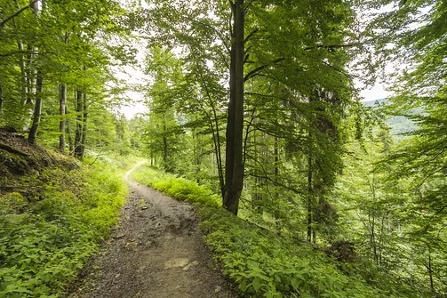 Wieża widokowa w Krynicy-Zdroju