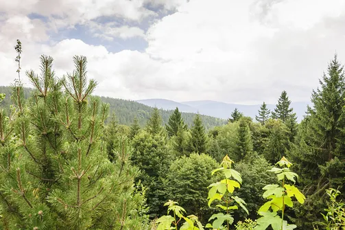 Igliczna, zapora w Międzygórzu, wodospad Wilczki