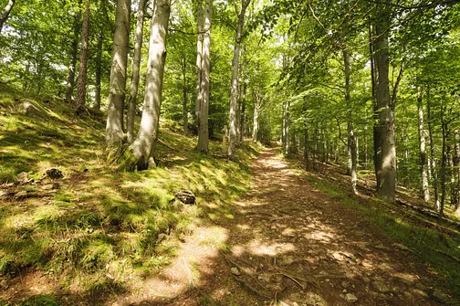 Ścieżka na szczyt Iglicznej