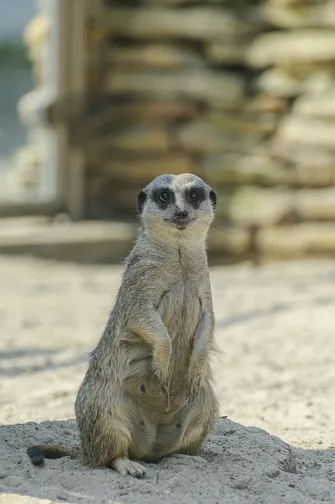 ZOO Safari - ogród zoologiczny w Borysewie