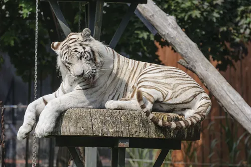ZOO Safari - ogród zoologiczny w Borysewie