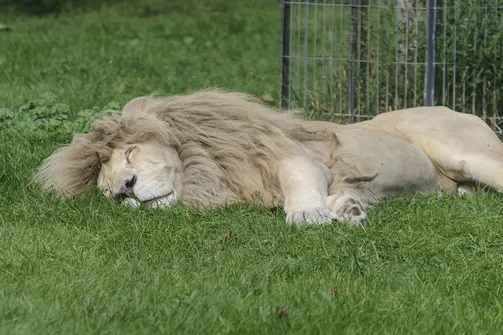 ZOO Safari - ogród zoologiczny w Borysewie