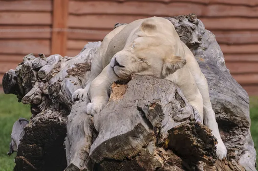 ZOO Safari - ogród zoologiczny w Borysewie