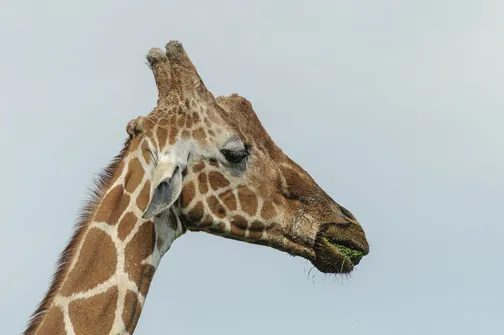ZOO Safari - ogród zoologiczny w Borysewie