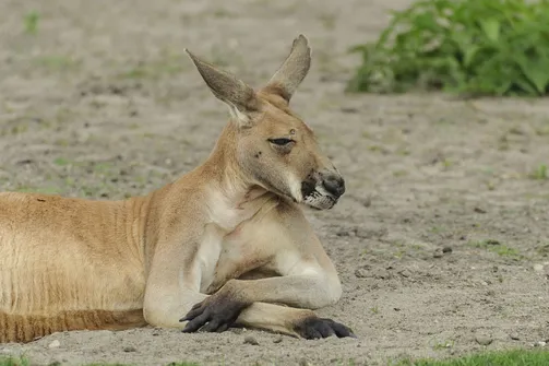 ZOO Safari - ogród zoologiczny w Borysewie
