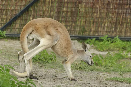 ZOO Safari - ogród zoologiczny w Borysewie
