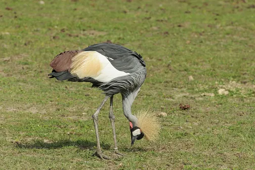 ZOO Safari - ogród zoologiczny w Borysewie