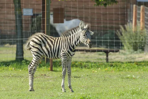 ZOO Safari - ogród zoologiczny w Borysewie