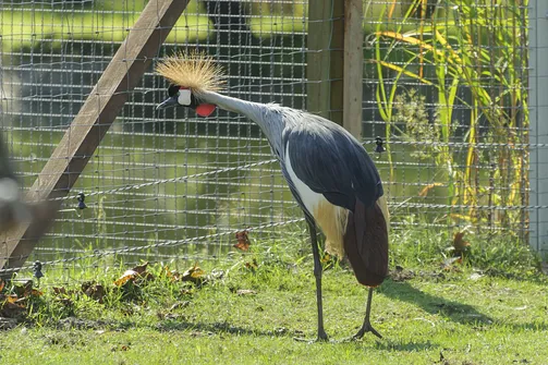 ZOO Safari - ogród zoologiczny w Borysewie