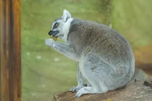 ZOO Safari - ogród zoologiczny w Borysewie