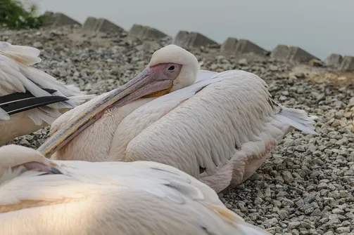 ZOO Safari - ogród zoologiczny w Borysewie