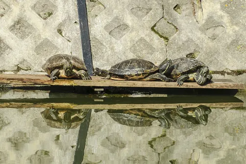 ZOO Safari - ogród zoologiczny w Borysewie