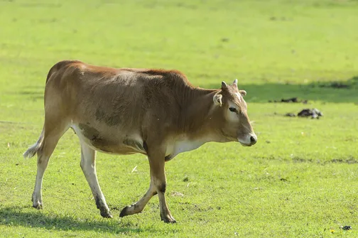 ZOO Safari - ogród zoologiczny w Borysewie
