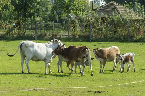 ZOO Safari - ogród zoologiczny w Borysewie