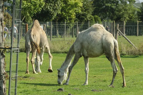 ZOO Safari - ogród zoologiczny w Borysewie