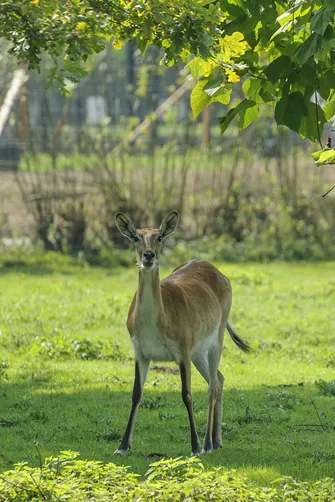 ZOO Safari - ogród zoologiczny w Borysewie