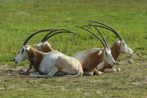 ZOO Safari - ogród zoologiczny w Borysewie