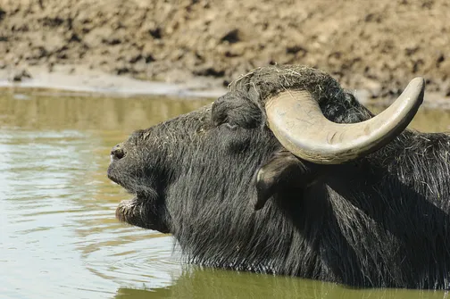 ZOO Safari - ogród zoologiczny w Borysewie